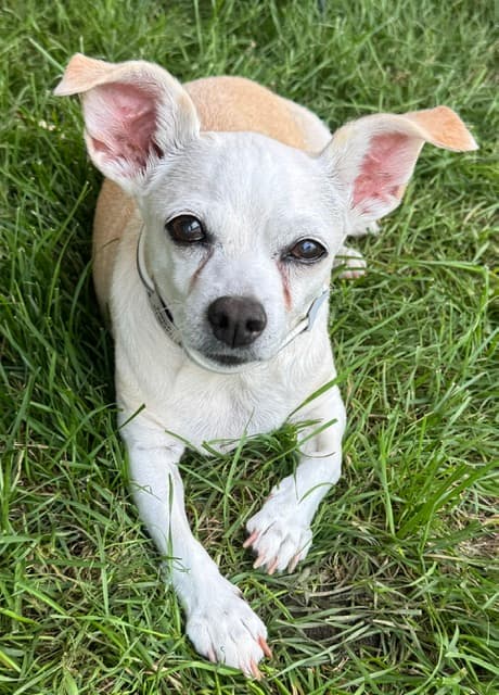 Zeppelin, Red Zeppelin rescue dog and company mascot